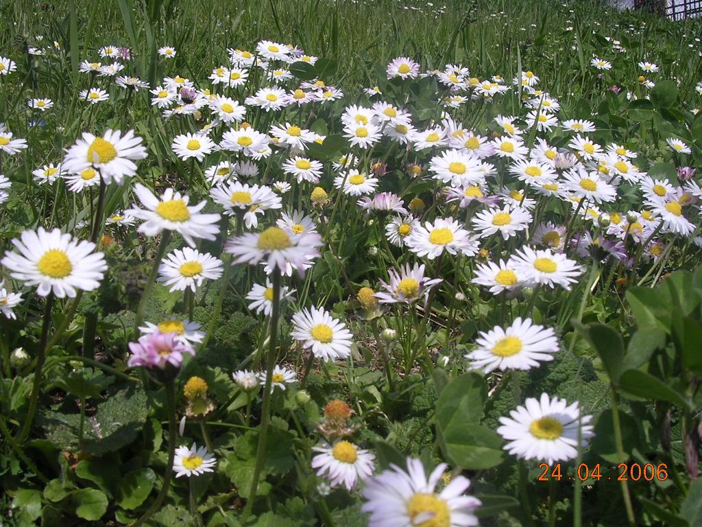 Margfherita - Daisies